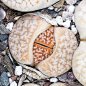 Lithops Scrapbook II