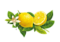 botanical Digital Art  Fruit Illustration ice cream ILLUSTRATION  inspiration Label Labeldesign Packaging plants