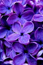 ✿ Blooms and Blossoms ✿