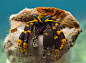 fuckyeahaquaria:

Hawaiian Elegant Hermit Crab | Calcinus c.f. elegans
(by DRezendesPhoto)