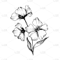 绘画插图,雕刻图像,亚麻,艺术,矢量,墨水,植物学,分离着色,黑白图片,花