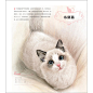 《猫咪绘：33只萌猫的色铅笔图绘》(飞乐鸟)【摘要 书评 试读】- 京东图书