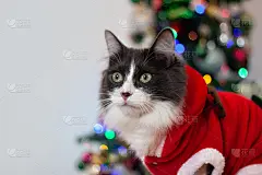 家养中毛小猫穿着圣诞装。