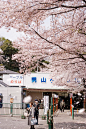 Sakura-Fubuki Japan