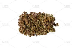 柠檬花椒(Dennst.)是一种主要产于东南亚的木材。北方人把它作为烹饪的主要香料。白底花椒的分离物