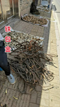 1040g2sg3134rpqqclo6g5obeltgnvmhjb6lq578!nc_n_webp_mw_1
