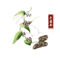 土茯苓