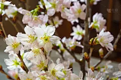 樱花,住宅房间,花瓶,室内,地板,图像,枝,桌子,无人,植物