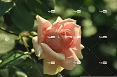 玫瑰 粉色的 花壁纸 温和的 花卉背景 花卉 阳光灿烂 花瓣 爱