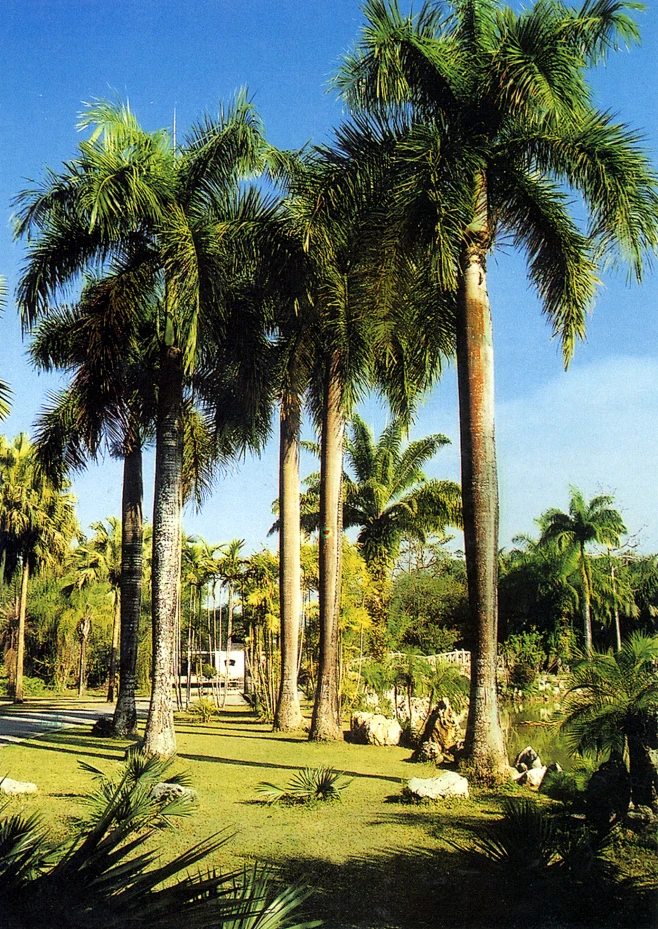 王棕(大王椰子) Roystonea regea