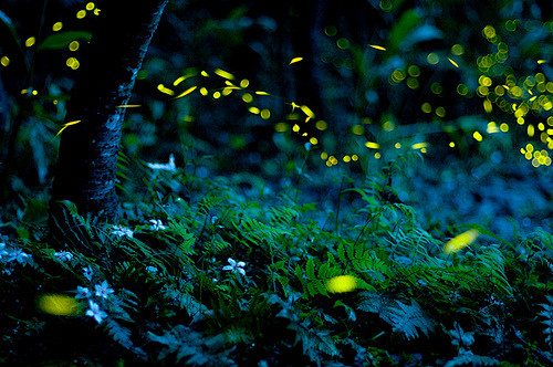萤火虫fireflybyaj1008