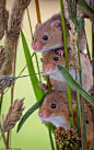 harvest mice美洲收割鼠