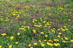 春天的田野里，盛开着黄色的蒲公英，背景一片绿色。春天农村地区的紫色野花(紫蓝)。