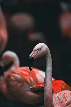 一群粉色火烈鸟的垂直特写图片下载