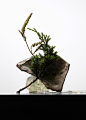 Faux Florals, Tillandsia, Pencil Illustration, Floristry, Flower Decorations, Flower Art