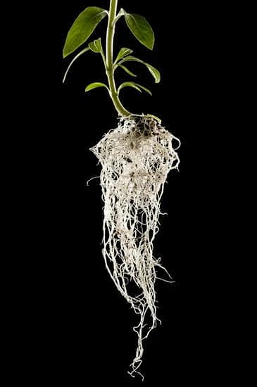 plant roots-花瓣网