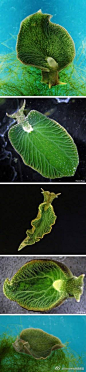 分形艺术网 - 大自然的分形艺术作品：绿叶海蜗牛 - 现实分形作品