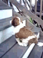 灰奔吧~小短腿