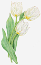 手绘水彩白色郁金香 免费下载 页面网页 平面电商 创意素材