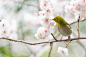 Japanese White-eye HD Wallpaper  Background Image  2560x1708