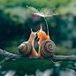 Les 922 meilleures图片来自Animaux❤️sur Pinterest的图片|  Animaux，Nature et Animaux小动物