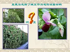 豌豆的高茎和矮茎的搜索结果_百度图片搜索