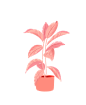 Plants_1