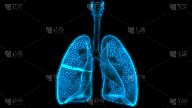 人体呼吸系统肺与肺泡解剖