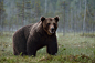 Massive brown bear by Erik Mandre on 500px