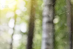 阳光明媚的夏日森林里的一张大蜘蛛网