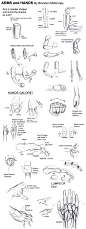 Arms and Hands Tutorial by Snigom on deviantART