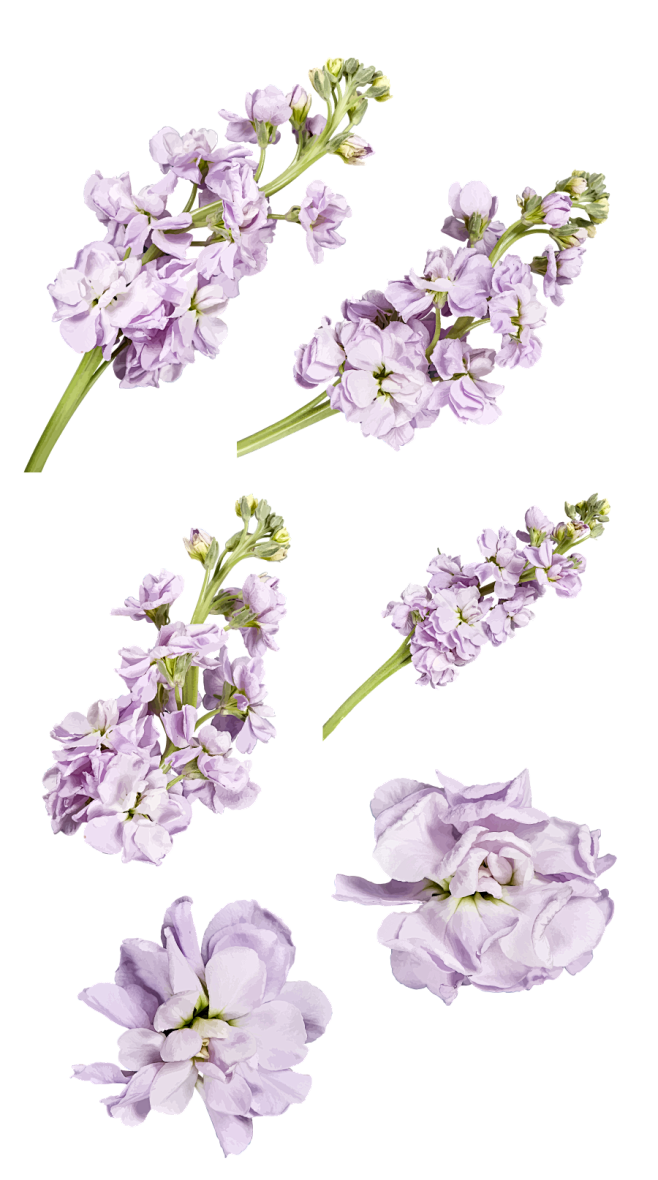 #PNG#免扣背景PNG素材#花##透明...
