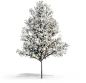 Tree 1 (8)