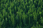 texture-coniferous-forest-top-view-landscape-green-forest-taiga-peaks-fir-trees