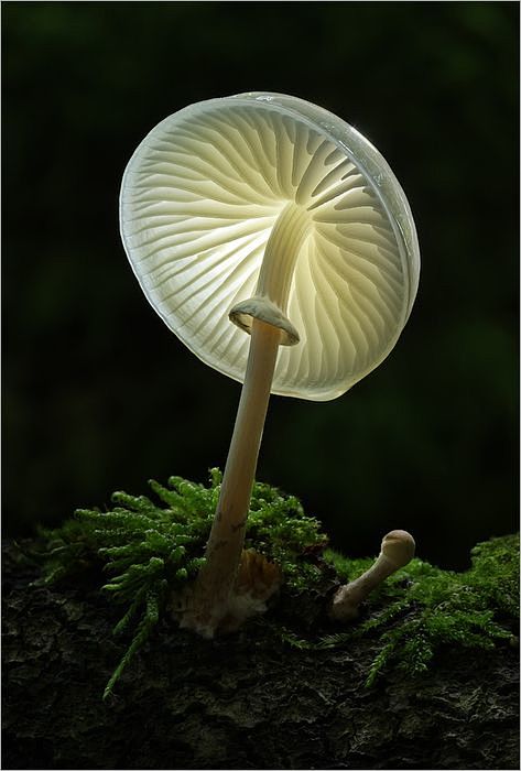 ˚Glowing Mushroom - ...
