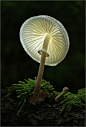 ˚Glowing Mushroom - Oregon