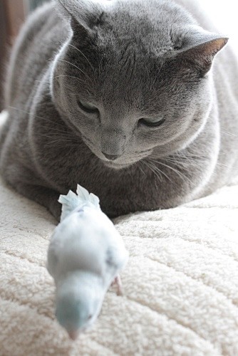 猫与鸟