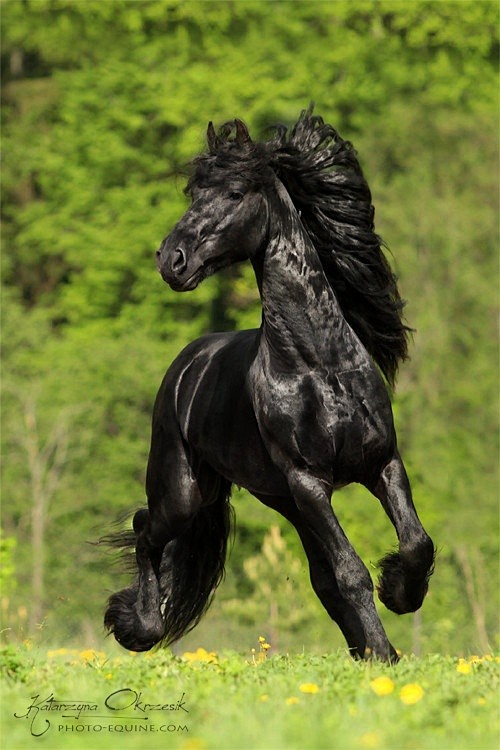 ☀ Friesian stallion ...