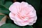 Camellia japonica "Ave Maria" - Kamelie