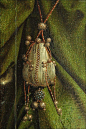 #绘画参考素材#女修道院院长和贵族女士的腰带，以及荷包钥匙等腰带上的附属物 15世纪#中世纪服饰#