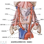咽部部的解剖图_360图片搜索