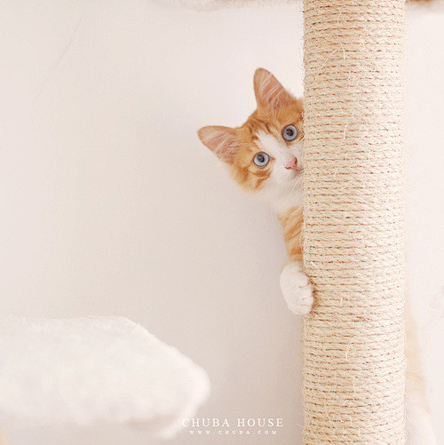 猫舍