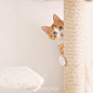 猫舍