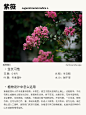 本期更新： #桃花木心#紫薇#八棱海棠#木鱼 #景观树