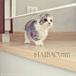 来自Instagram的猫咪大家族Look Kaew