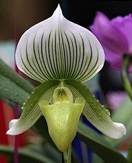 Paphiopedilum 'Coppe...