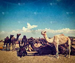 Pushkar Mela骆驼(Pushkar Camel Fair)，印度