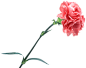 PNG素材#免抠图#漂浮素材#植物素材 #花朵素材#
@冒险家的旅程か★