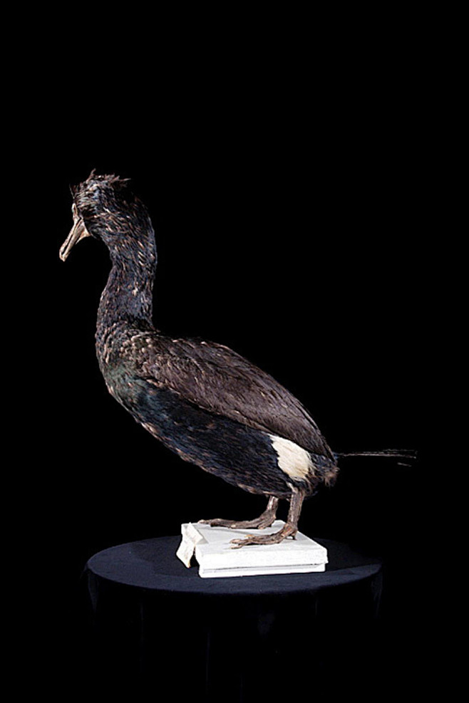 鲣鸟目鸬鹚科鸬鹚属白令鸬鹚