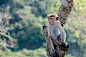 猴子 Toque猕猴 动物 - Pixabay上的免费照片